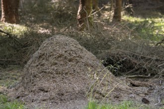 Anthill, nest of red wood ants (Formica rufa), large dome-shaped mound of twigs and conifer needles