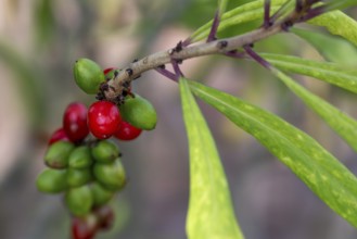 Mezereum, mezereon, February daphne, spurge laurel, spurge olive (Daphne mezereum) close-up of red