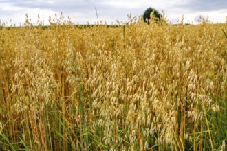 Agriculture, field with grain, oats, shortly in front of harvest, near Nettetal, on the Lower