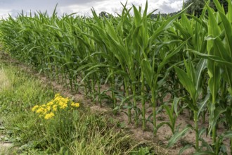 Agriculture, field with maize, still growing, near Nettetal, on the Lower Rhine, North