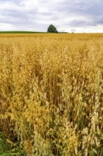 Agriculture, field with grain, oats, shortly in front of harvest, near Nettetal, on the Lower