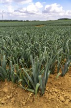 Agriculture, field with leeks, leek, shortly in front of harvest, near Nettetal, on the Lower