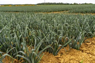 Agriculture, field with leeks, leek, shortly in front of harvest, near Nettetal, on the Lower