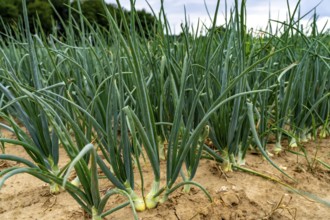 Agriculture, field with onions, shortly in front of harvest, near Nettetal, on the Lower Rhine,