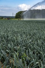 Agriculture, artificial irrigation of a field, sprinkler system, leek, leek, east of Nettetal, on