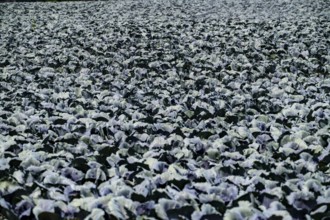 Agriculture, artificial irrigation of a field, irrigation system, cabbage cultivation, red cabbage,