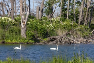 Detroit, Michigan - Mute swans (Cygnus olor) on Lake Okonoka on Belle Isle, a state park in the