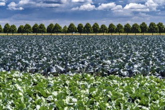 Agriculture, fields, cabbage cultivation, red cabbage and white cabbage, near Kempen on the Lower