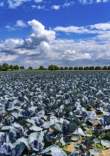 Agriculture, fields, cabbage cultivation, red cabbage, near Kempen on the Lower Rhine, North