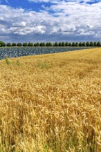 Agriculture, fields, wheat on the right, cabbage cultivation on the left, red cabbage, near Kempen