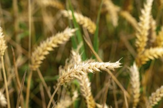 Agriculture, wheat, ears of wheat, near Kempen on the Lower Rhine, North Rhine-Westphalia, Germany