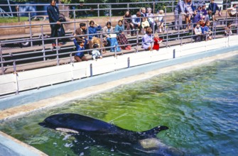 Crowd of people in audience watching performance by Cuddles the Killer Whale, Dudley Zoo, West
