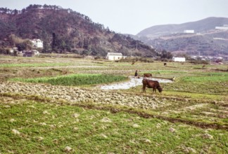 Farmland countryside, Tai Tei Tong village, Silver Mine Bay Mui Wo, Lantua Island, New Territories,