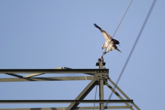 Osprey (Pandion haliaetus) landing on a power pole, Mecklenburg-Western Pomerania, Müritz region,