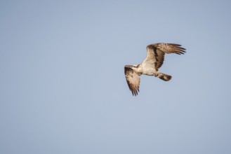 Osprey (Pandion haliaetus) in flight, Mecklenburg-Western Pomerania, Müritz region, Germany