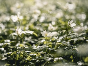 Wood anemone (Anemone nemorosa) against the light, Mecklenburg-Vorpommern, Germany