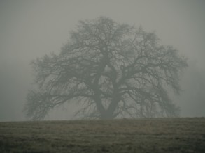 Trees in the early morning fog, Mecklenburg-Vorpommern, Mecklenburg-Vorpommern, Germany