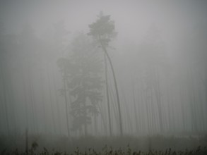 Trees in the early morning fog, Mecklenburg-Western Pomerania, Germany