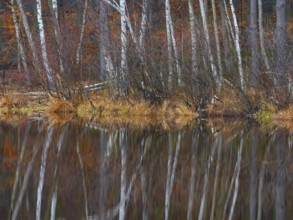 A birch forest reflected in a water surface, Mecklenburg-Vorpommern, Germany