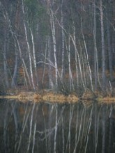 A birch forest reflected in a water surface, Mecklenburg-Vorpommern, Germany