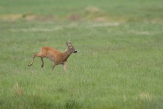 Roebuck (Capreolus capreolus), Mecklenburg-Western Pomerania, Müritz region, Germany