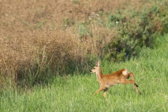 Fawn (Capreolus capreolus) at the edge of a field, Mecklenburg-Western Pomerania, Müritz region,