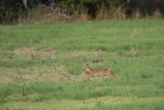 Fawn (Capreolus capreolus) jumping, Mecklenburg-Western Pomerania, Müritz region, Germany
