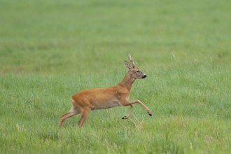 Roebuck (Capreolus capreolus) jumping, Mecklenburg-Western Pomerania, Müritz region, Germany