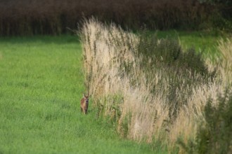 Fawn (Capreolus capreolus) at the edge of a field