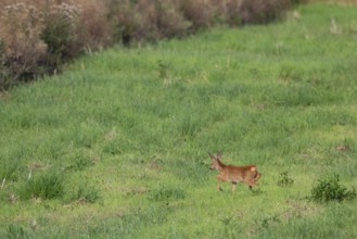 Fawn (Capreolus capreolus) on the