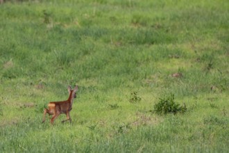 Fawn (Capreolus capreolus)