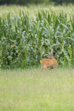 Roebuck (Capreolus capreolus), Mecklenburg-Western Pomerania, Müritz region, Germany