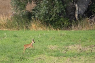 Fawn (Capreolus capreolus), Mecklenburg-Western Pomerania, Müritz region, Germany