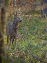 Roebuck (Capreolus capreolus), Mecklenburg-Western Pomerania, Müritz region, Germany