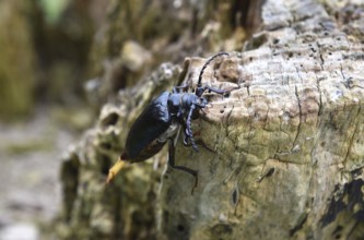 The Prionus coriarius beetle (Prionus coriarius) on dead wood