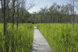 Trees, reeds, hiking trail, footbridge, Darßer Ort, Born a. Darß, National Park Vorpommersche