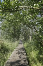 Trees, reeds, hiking trail, footbridge, Darßer Ort, Born a. Darß, National Park Vorpommersche