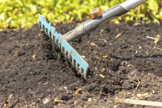 A rake rakes black earth in a garden