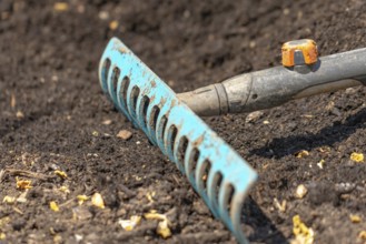 A blue rake lies in dark garden soil