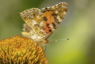 Close-up of a thistle butterfly (Vanessa cardui) on coneflower (Echinacea), Ternitz, Lower Austria,