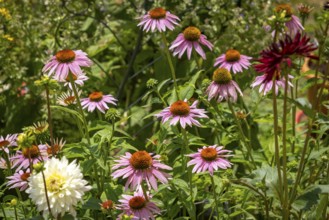 Colourful garden scene with flowering coneflower (Echinacea) and dahlias (Dahlia), Ternitz, Lower