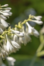 White flowers of a hosta against a green, blurred background, Ternitz, Lower Austria, Austria