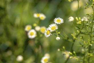 Small white-yellow flowers of Erigeron annuus in a summer meadow, Ternitz, Lower Austria, Austria
