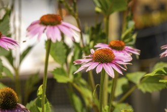 Pink coneflower (Echinacea) blooming in a summer garden, Ternitz, Lower Austria, Austria