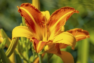 A magnificent daylily (Hemerocallis) with bright orange-yellow petals, Ternitz, Lower Austria,