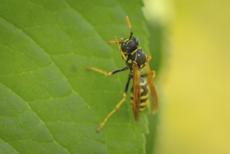 Common wasp (Vespula vulgaris) on a green leaf in close-up, Ternitz, Lower Austria, Austria