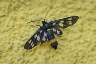 White-spotted violet (Amata phegea) with patterned wings on a textured yellow wall, Ternitz, Lower