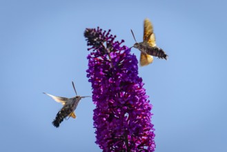 Two dove-tails (Macroglossum stellatarum) drinking from flowers of the summer lilac (Buddleja