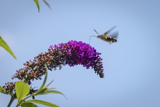 Dove tail (Macroglossum stellatarum) hovering over purple flowers of the summer lilac (Buddleja