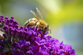 A bee (Apis) sitting on a purple flower of the summer lilac (Buddleja davidii), Ternitz, Lower